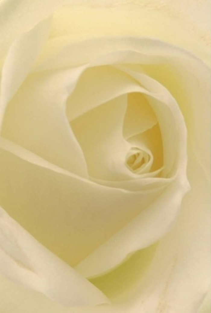 In this evocative portrait, the classic white rose-photographed from just above-reveals its intricate structure in all its tranquil grace. Petals of barely-there cream and soft butter edge gently outward, shimmering in diffused daylight reminiscent of mornings along Croydon Road in Beckenham. Each layer is expertly folded, forming a spiralling heart at the centre that glows with understated purity. The way the petals overlap gives a remarkable sense of depth, their matte finish broken only by tiny flecks of reflected light that add dimension and soul to the blossom. Such a bloom feels perfectly suited to heartfelt gestures-perhaps an arrangement brought to a reunion by families from near Kelsey Park, or a quiet centrepiece placed at a wedding by skilled hands at Flowers Beckenham. The aura is one of calm dignity and enduring strength, yet there is softness and vulnerability in the rose's almost translucent edges. Looking at it, one can almost perceive the faint, sweet fragrance floating through favourite local cafés-a comforting reminder that even the simplest arrangements can carry profound meaning.